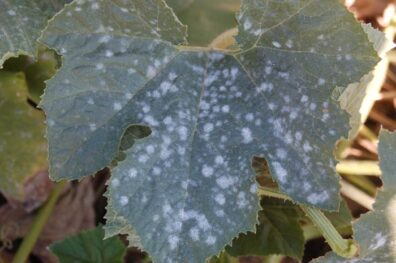 powdery mildew on squash leaf-4