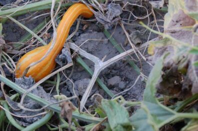 white mold on squash vines-5
