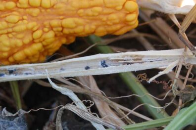 white mold on squash vines-6