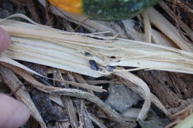 close up of white mold on squash vines
