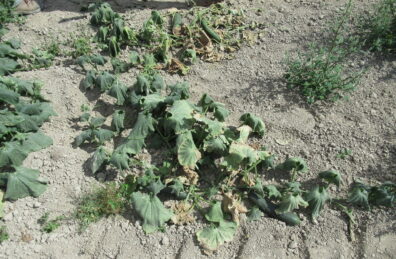 Black root rot symptoms on cucurbits-1