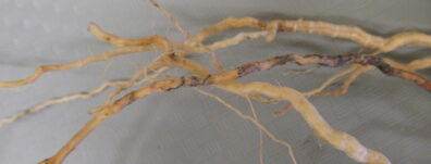 Black root rot symptoms on cucurbits-2
