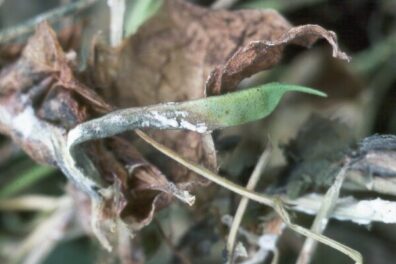 white mold on green bean