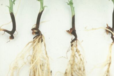 Fusarium root rot on bean root