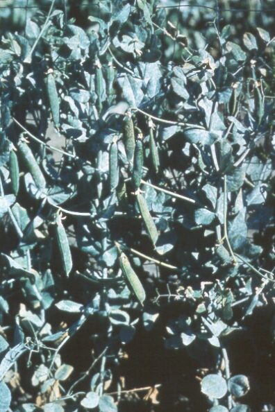 Powdery mildew on pea