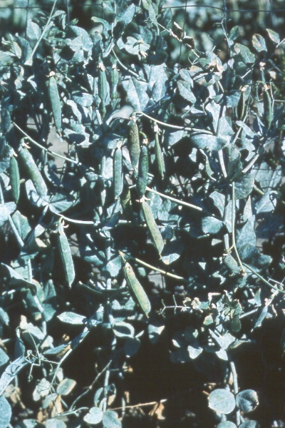 Powdery mildew on pea