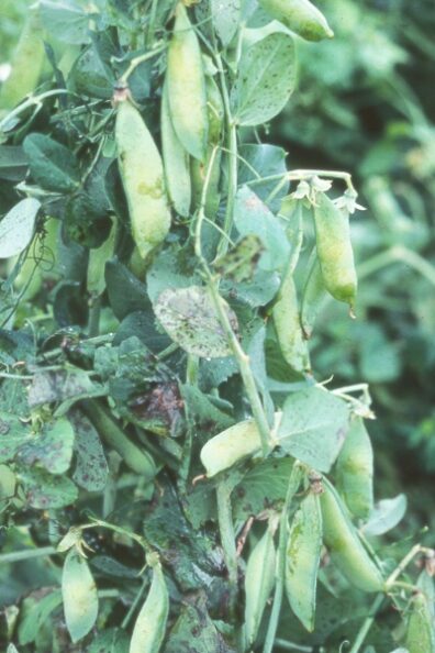 Downy mildew on pea-1