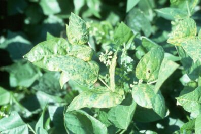 Alfalfa mosaic on bean plant