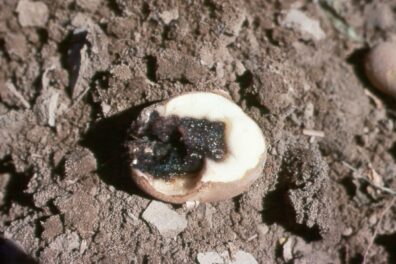 Bacterial soft rot on potato