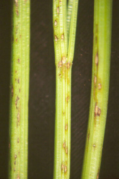 symptoms of leaf spot