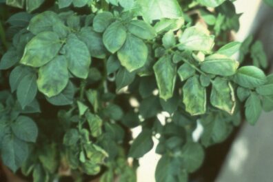 Ring rot (foliar symptoms) on potato