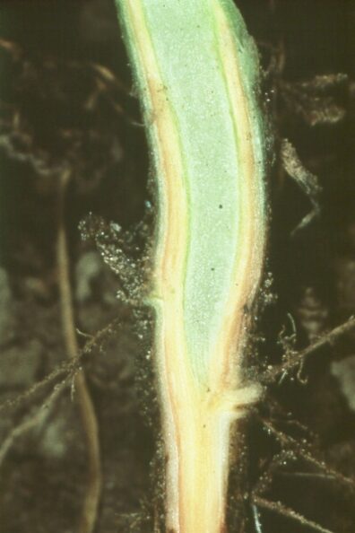 Verticillium wilt on potato