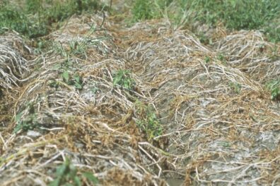 Early dying on potato