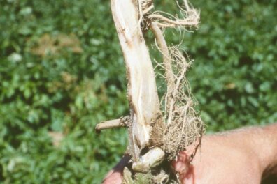 early stem symptoms of Erwinia on potato