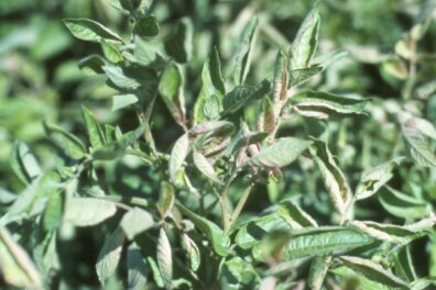 leaf roll primary symptoms-1