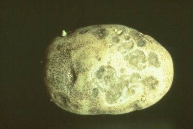 Early blight lesion on a potato tuber