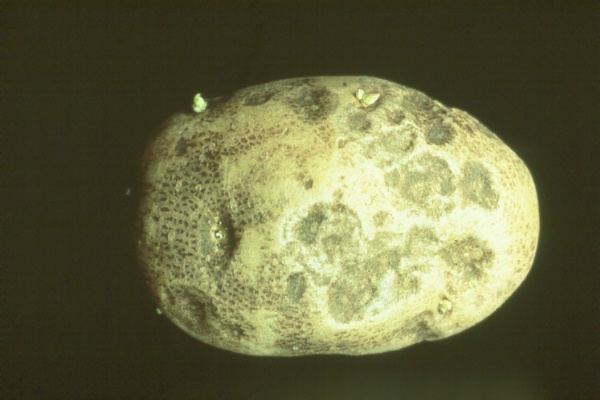 Early blight lesion on a potato tuber