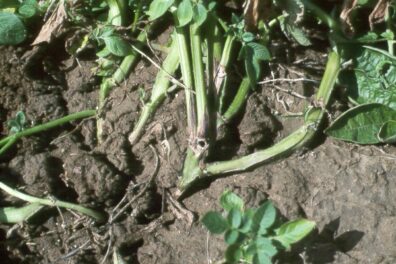 Black leg (mid-season symptoms) on potato 'Ranger Russet'
