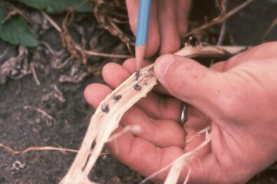 White mold on potato