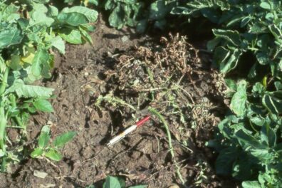 Black leg on potato 'Norgold'
