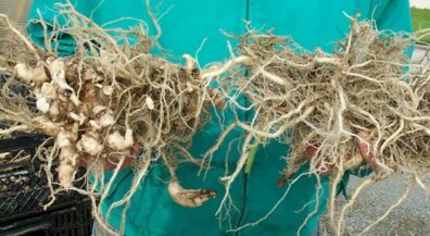 club root on cauliflower