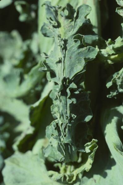 mosaic virus on cauliflower