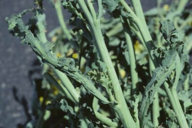 mosaic virus on cauliflower plants