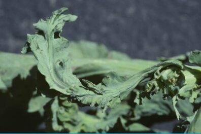 close up of mosaic virus on cauliflower