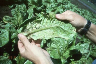 Anthracnose on lettuce-1