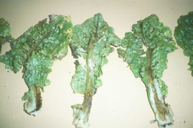 Anthracnose on lettuce-2