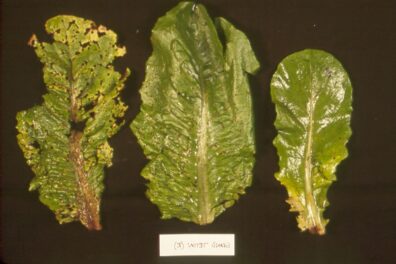 Anthracnose on lettuce-3