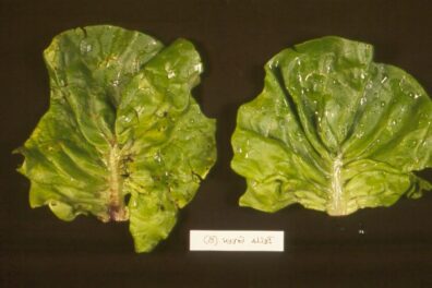 Anthracnose on lettuce-4