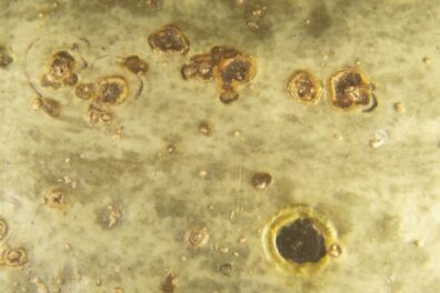 Close up of Angular leaf spot on squash