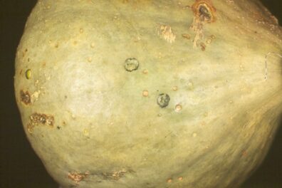 Angular leaf spot on squash