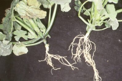 Verticillium wilt symptoms on pumpkin