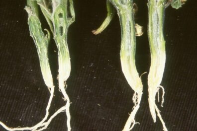 Verticillium wilt on pumpkin 'We-Be-Little'