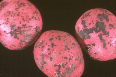 Black scurf on potato