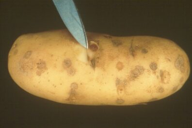 silver scurf on potato