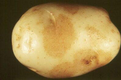 Skin stain symptoms on potato