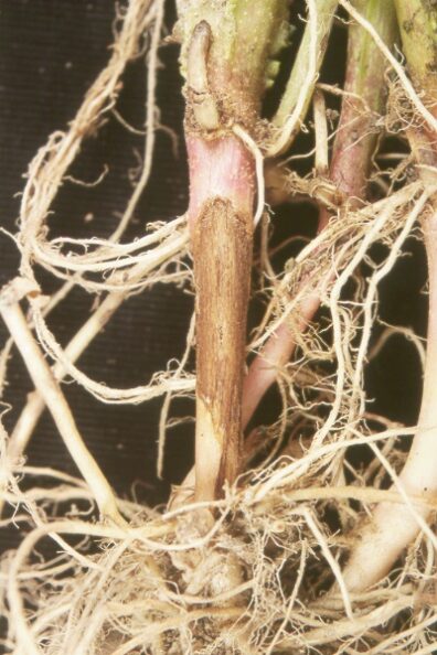 Rhizoctonia stem lesion