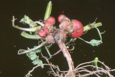 Rhizoctonia stem lesion symptoms