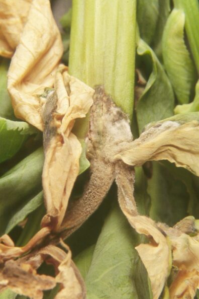 Botrytis stem blight on cabbage
