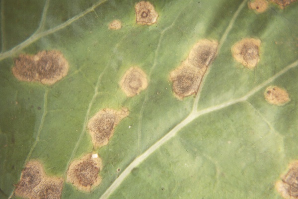 close up view of ring spot on cauliflower
