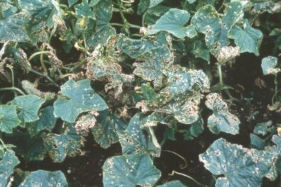 Angular leaf spot on cucumber-2