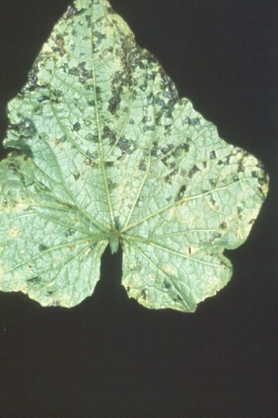 Angular leaf spot on cucumber-3