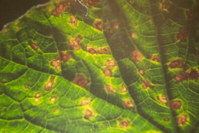 Angular leaf spot on cucumber-1