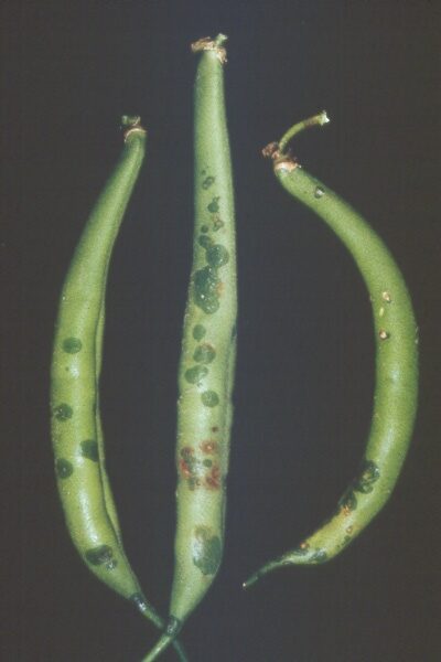 Haol blight on bean
