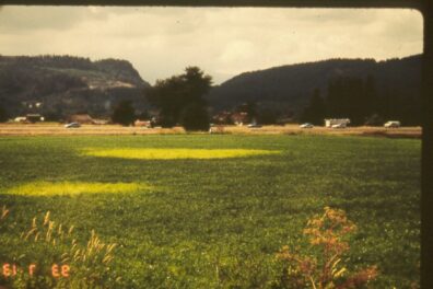 Pea cyst nematode on pea-1