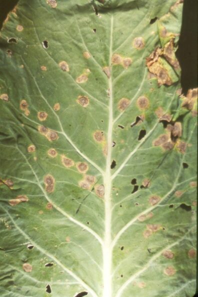 ring spot on cauliflower