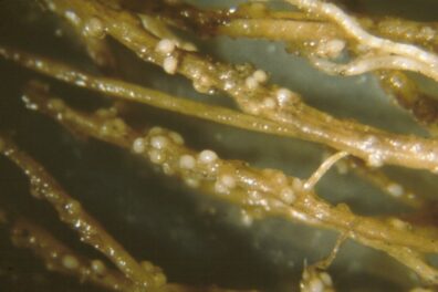 Pea cyst nematode on pea-white cyst stage